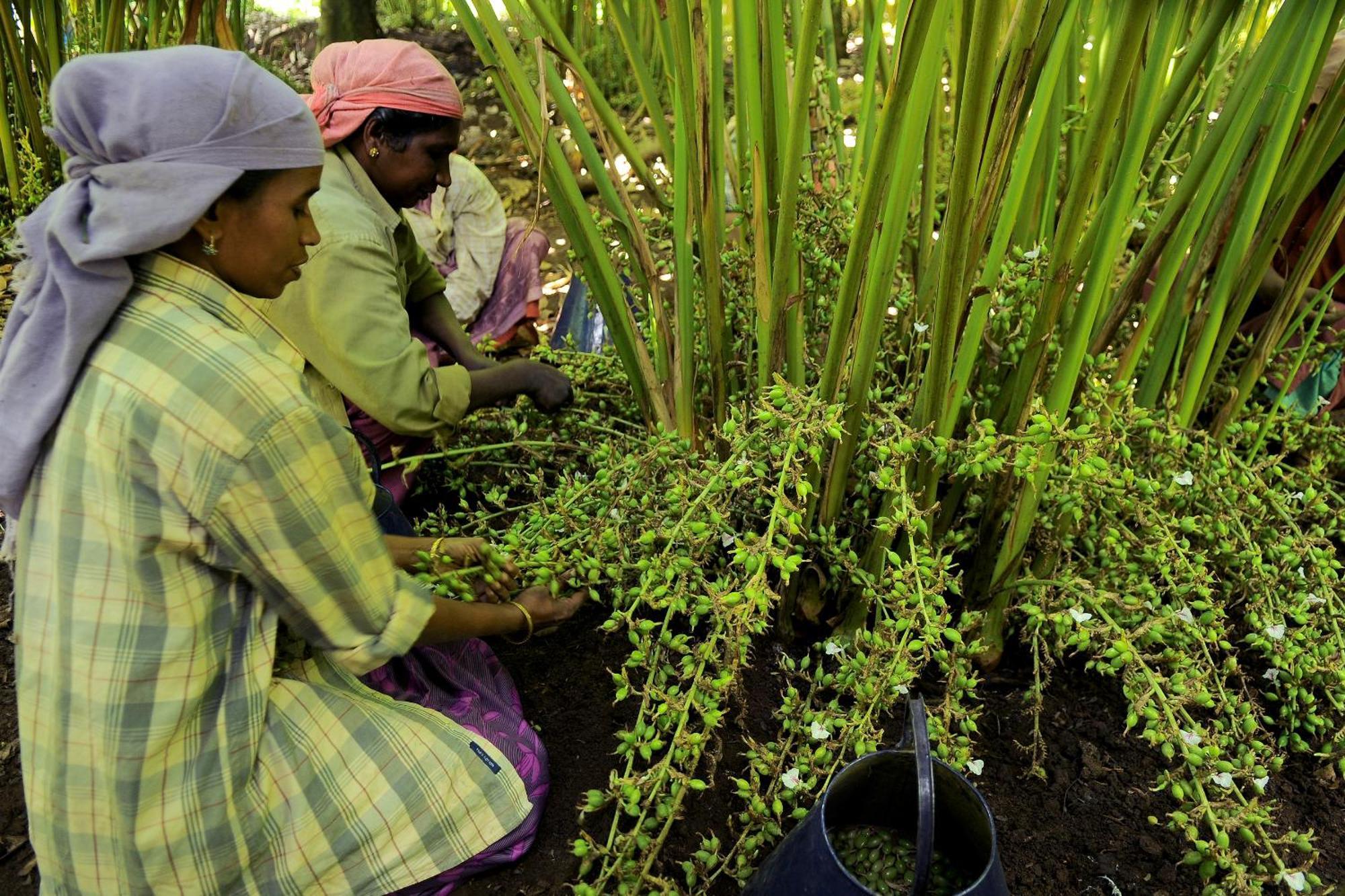 Cardamom County By Xandari Hotell Thekkady Eksteriør bilde