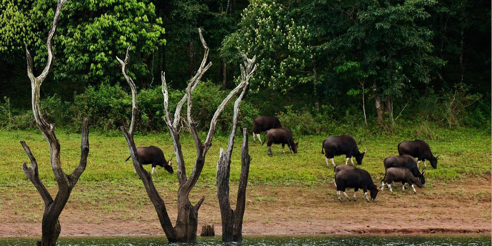 Cardamom County By Xandari Hotell Thekkady Eksteriør bilde